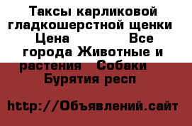 Таксы карликовой гладкошерстной щенки › Цена ­ 20 000 - Все города Животные и растения » Собаки   . Бурятия респ.